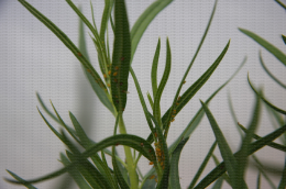 Plante relais Gomphocarpus fruticosus/ Aphis nerri/ Aphidius colemani - Aphis nerii